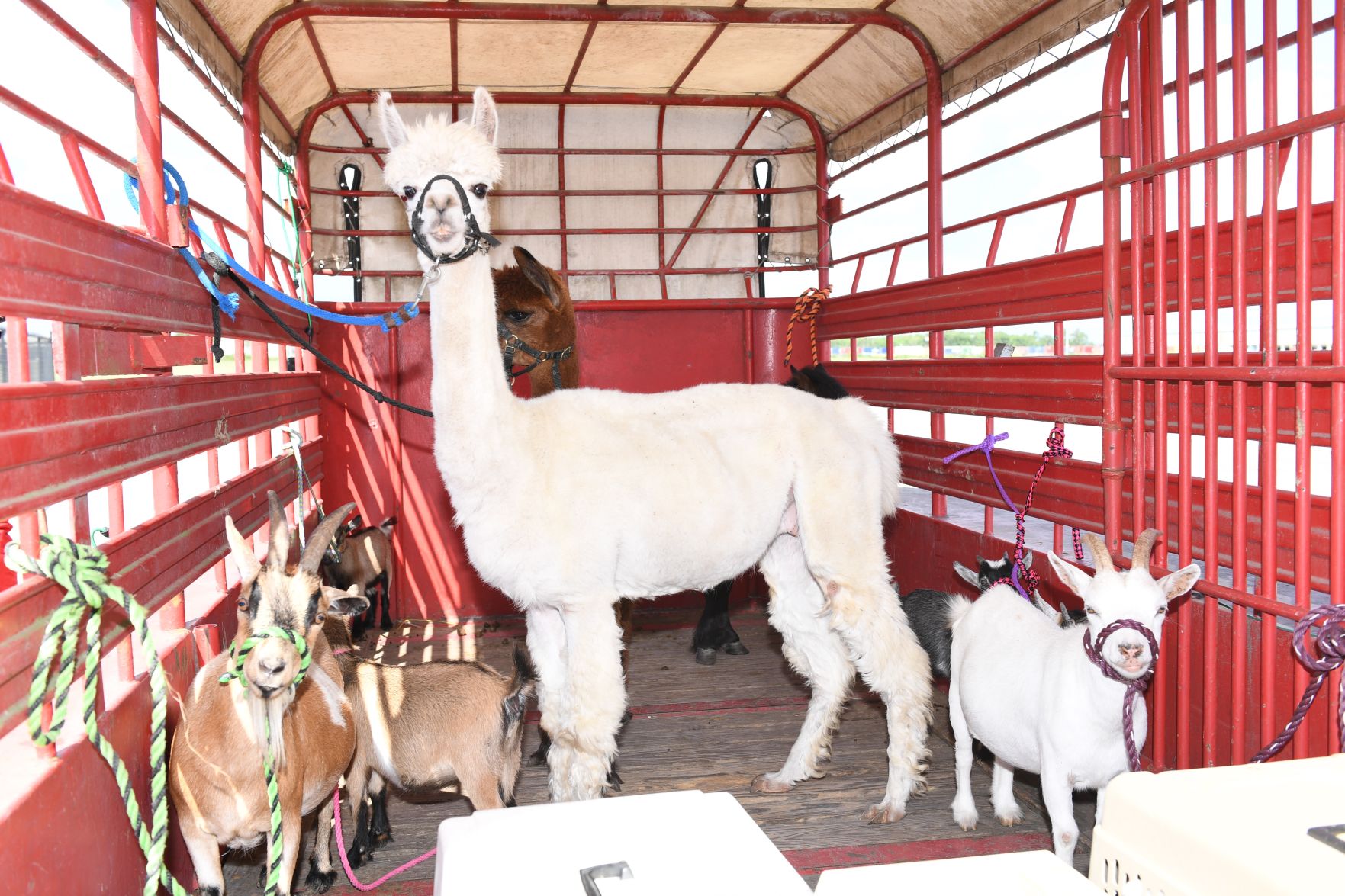 ROTARY-Llama1.jpg